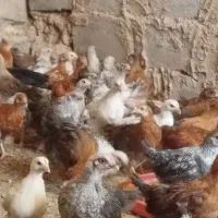 جوجه مرغ ۳ ماه گلپایگانی