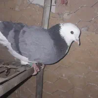 چنتا کبوتر معاوضه با پلاکی