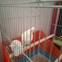 فروش فوری|پرنده|فارسان, |دیوار