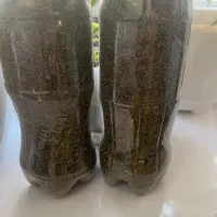 نعناع کوهی باعطر و بوی بهشتی