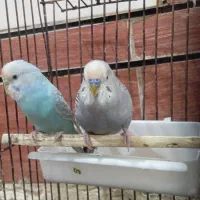 جفت مرغ عشق|پرنده|اهواز, کوی علوی|دیوار