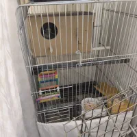 عروس هلندی مولد 2جفت