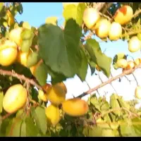 فروش طرح بادامستان|فروش دفتر صنعتی، کشاورزی، تجاری|سامان, |دیوار