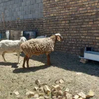 بره نر چینی عروسک