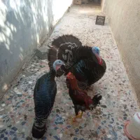 یک جفت بوقلمون اصل