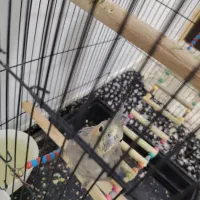 یک جفت عروس هلندی زیبا|پرنده|سنقر, |دیوار