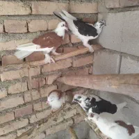 کبوتر