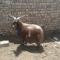 یک بز نر ۳۰۰۰۰۰۰۰۰