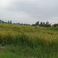 زمین کشاورزی|فروش دفتر صنعتی، کشاورزی، تجاری|آمل, |دیوار