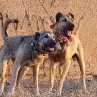 جفت سرابی ۶ ماهه درشت نگهبانی صفت