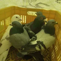 پلاکی مسافتی|پرنده|ملکان, |دیوار