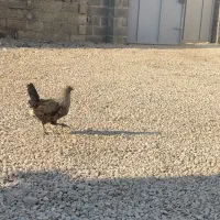 مرغ جوان اول تخم قیمت ۵۰۰|حیوانات مزرعه|گله دار, |دیوار