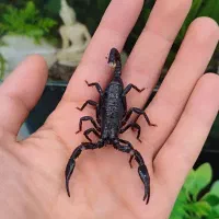 آکواریوم ماهی|ماهی|اردبیل, |دیوار