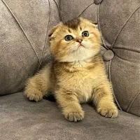 گربه اسکاتیش گلد