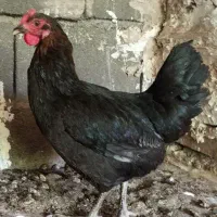فروش مرغ محلی