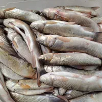 ماهی رودخانه ای