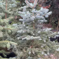 گل گیاه فضای سبز انواع کاج پیوندی شمشاد نوئل درختچ