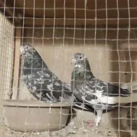 کبوتر|پرنده|تهران, بازار|دیوار