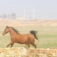 مادیون|اسب و تجهیزات اسب‌سواری|مرودشت, شهرک مهدیه|دیوار