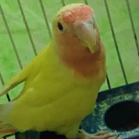 جوجه کوتوله خوشرنگ