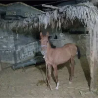 کره مادیان دره شوری|اسب و تجهیزات اسبسواری|جهرم, |دیوار