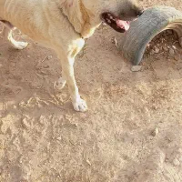 سگ سرابی اصل|سگ|کرمان, |دیوار