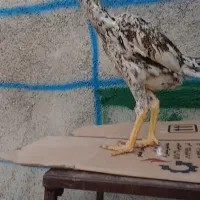جوجه لاری