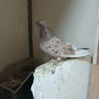 سرور کبوتر ماده