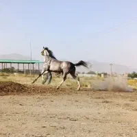 خریدوفروش اسب کورد