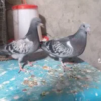 دوجفت کبوتر