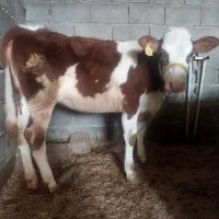 گوساله سیمیتال