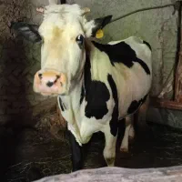 فروش دام