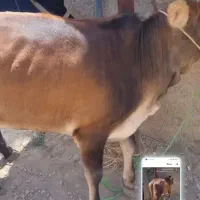 گوساله ریزقلم با استخوان|حیوانات مزرعه|بجنورد, |دیوار