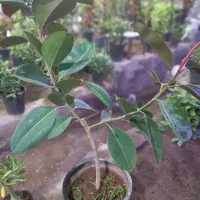 تخفیف  تا شب یلدا20درصد|گل مصنوعی|قم, چهل درخت‎|دیوار