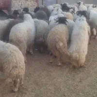 کاور ماده ۶عدد