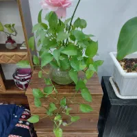 گل طبیعی همه سالم