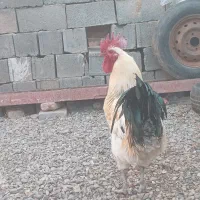 با مرغم معاوضه می‌کنی