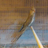 عروس سرلاکی گرینچیک دستی مرغ عشق|پرنده|سبزوار, فیاض|دیوار