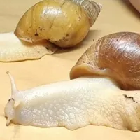 حلزون آچاتینا