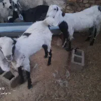 بزوطنی شیری با کهره بزرگ|حیوانات مزرعه|زهک, |دیوار