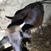 گاو بومی|حیوانات مزرعه|کوهرنگ, |دیوار