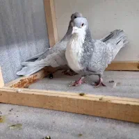 جوجه کرواتی مغز کامپیوتر