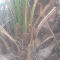 پاجوش نخل برحی