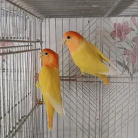 برزیلی جفت اوپال