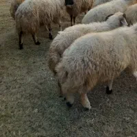 تعدادی از بره نر