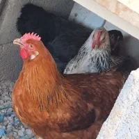 مرغ تخم گذار