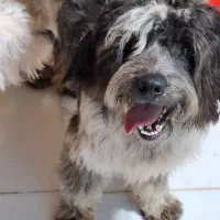 پانسیون خانگی سگ|خدمات پیشه و مهارت|رشت, بوسار|دیوار