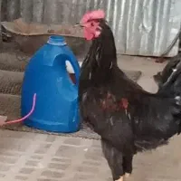 مرغ خروس