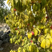 فروش زمین ۳۰۶ متری،منطقه رو به رشد