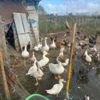 فروش غاز و اردک